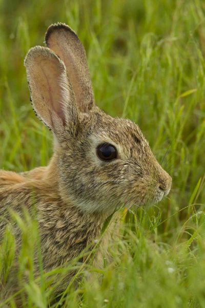 CO, Rocky Mountain Portrait of cottontail rabbit